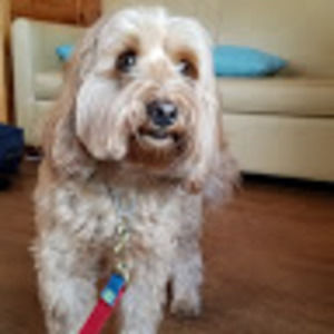 Meet your Posher, Lily